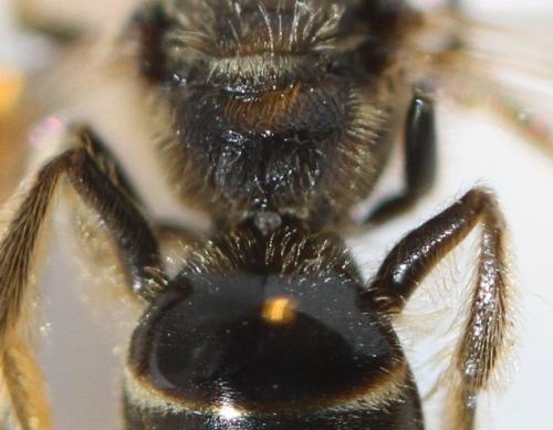 Evylaeus sp.